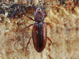 Bothrideres bipunctatus