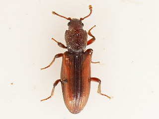 Bothrideres bipunctatus