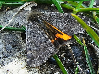 Boudinotiana notha