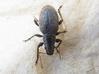 Brachyderes incanus