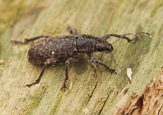 Brachyderes incanus