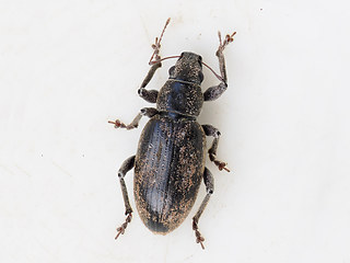 Brachyderes incanus