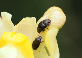 Brachypterolus linariae