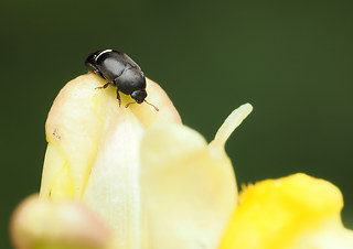 Brachypterolus linariae