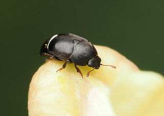 Brachypterolus linariae