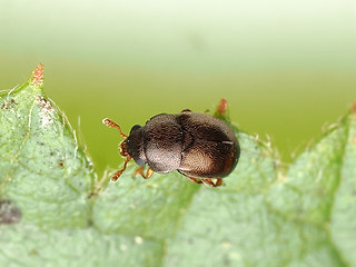 Brachypterus urticae