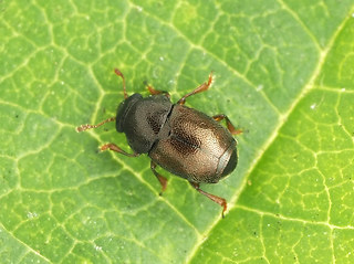 Brachypterus urticae
