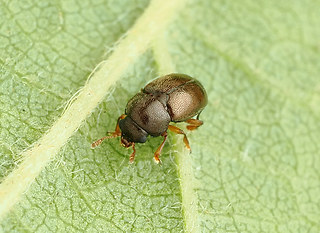 Brachypterus urticae
