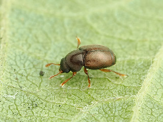 Brachypterus urticae