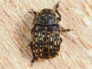 Brachytarsus nebulosus