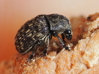 Brachytarsus nebulosus