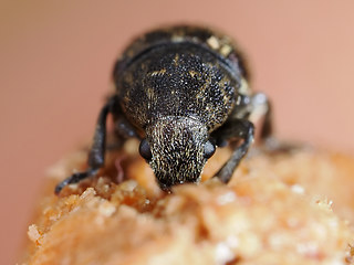 Brachytarsus nebulosus
