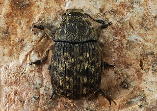 Brachytarsus nebulosus