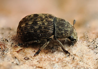 Brachytarsus nebulosus
