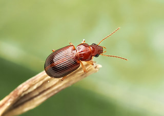 Bradycellus harpalinus