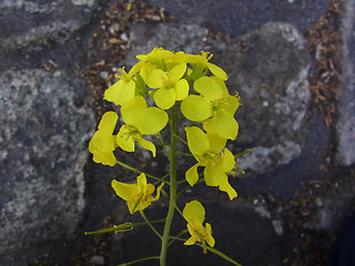 Brassica napus