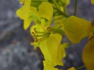 Brassica napus