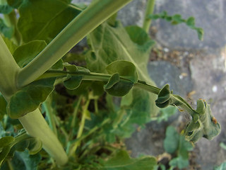 Brassica napus