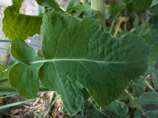 Brassica napus