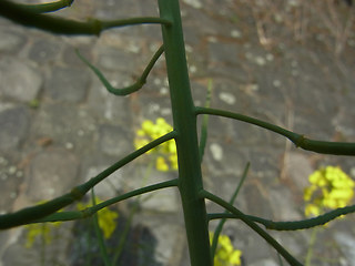 Brassica napus