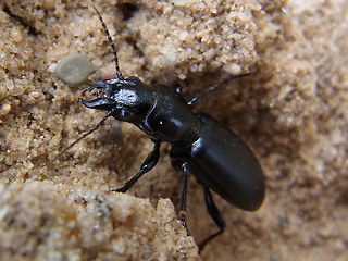 Broscus cephalotes