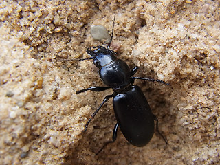 Broscus cephalotes