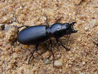 Broscus cephalotes