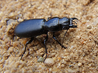 Broscus cephalotes