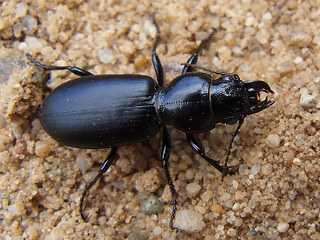 Broscus cephalotes