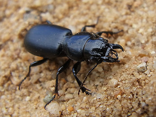 Broscus cephalotes