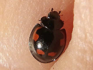 Brumus quadripustulatus