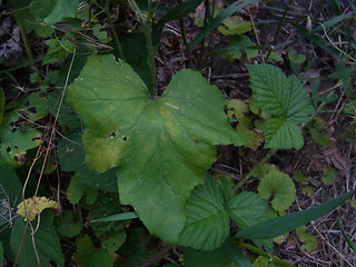 Bryonia dioica