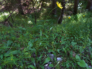 Buphthalmum salicifolium