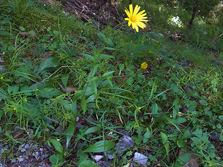 Buphthalmum salicifolium