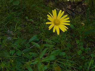 Buphthalmum salicifolium