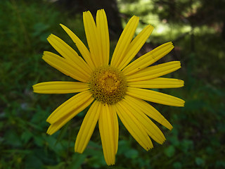 Buphthalmum salicifolium