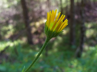 Buphthalmum salicifolium