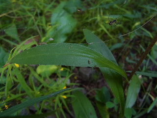 Buphthalmum salicifolium