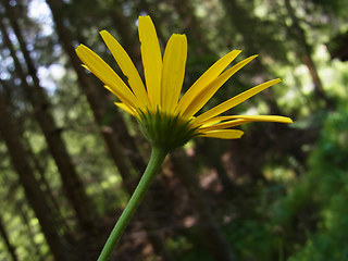 Buphthalmum salicifolium