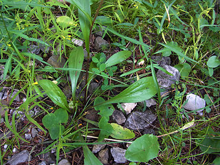 Buphthalmum salicifolium