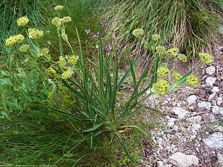 Bupleurum petraeum