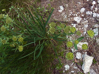 Bupleurum petraeum