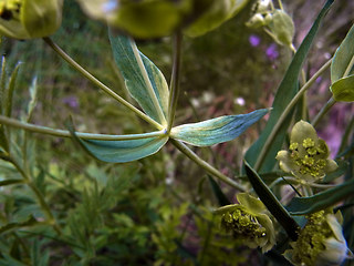 Bupleurum petraeum