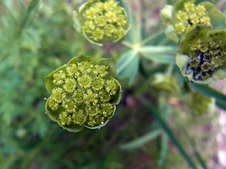 Bupleurum petraeum