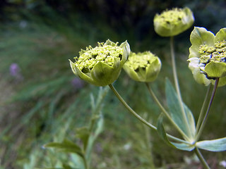 Bupleurum petraeum