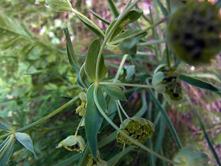 Bupleurum petraeum