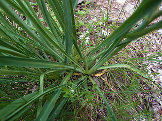 Bupleurum petraeum