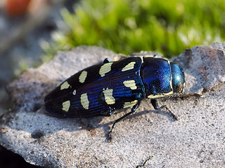 Buprestis octoguttata