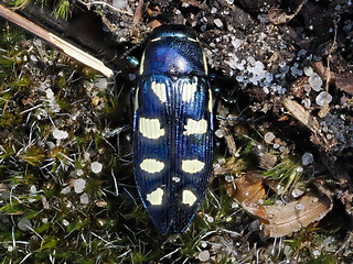 Buprestis octoguttata