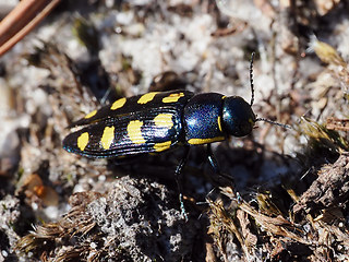 Buprestis octoguttata